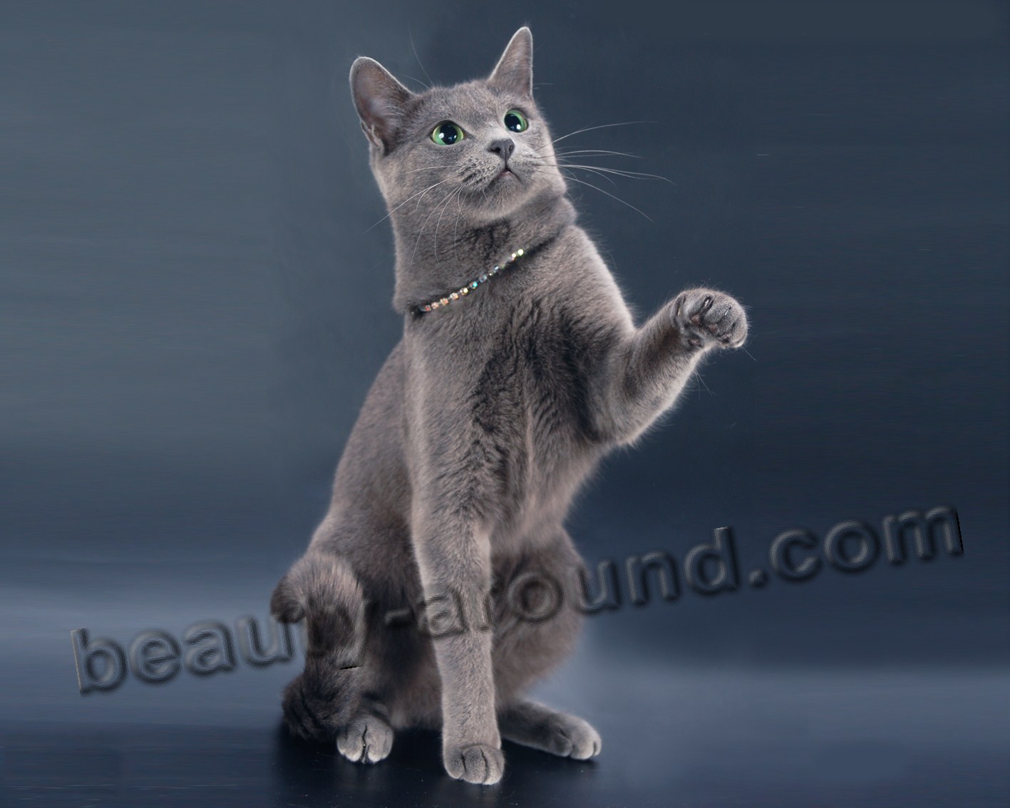 Russian Blue Cat beautiful cat breeds photos