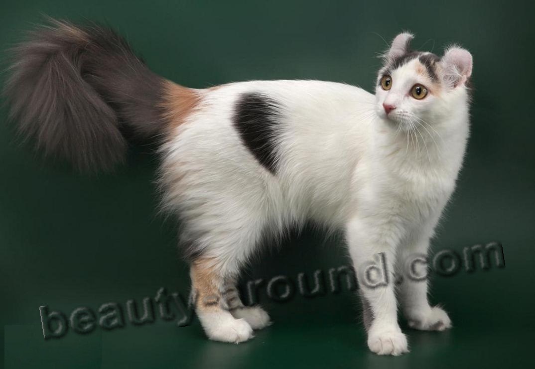 American Curl beautiful cat breeds photos
