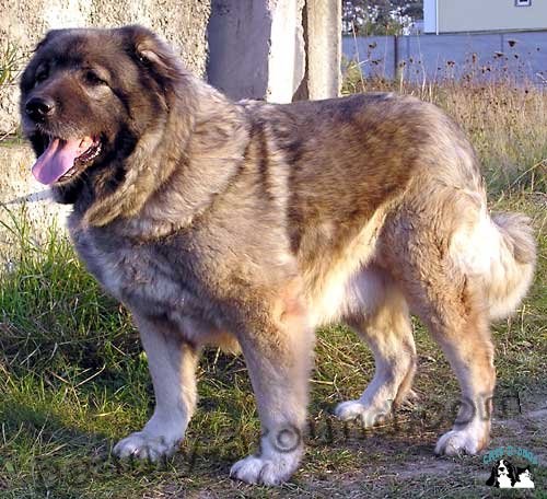 Все самые красивые собаки Мира 1258571401_ovcharka