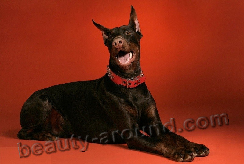 мира - Все самые красивые собаки Мира Doberman
