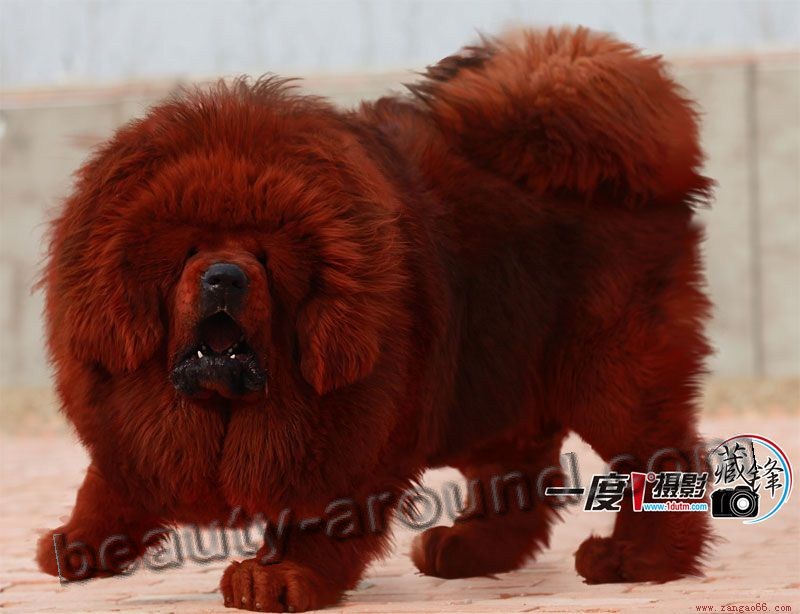 Все самые красивые собаки Мира Tibetan-Mastiff