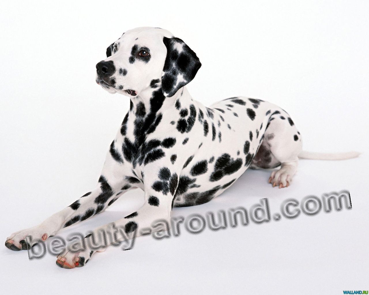 Dalmatin Beautiful photos of dog breeds