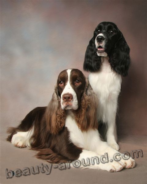 Все самые красивые собаки Мира Engleesh_springer_spaniel2