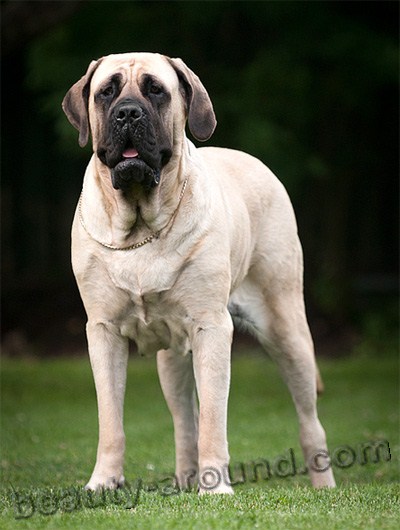 English Mastiff Beautiful photos of dog breeds