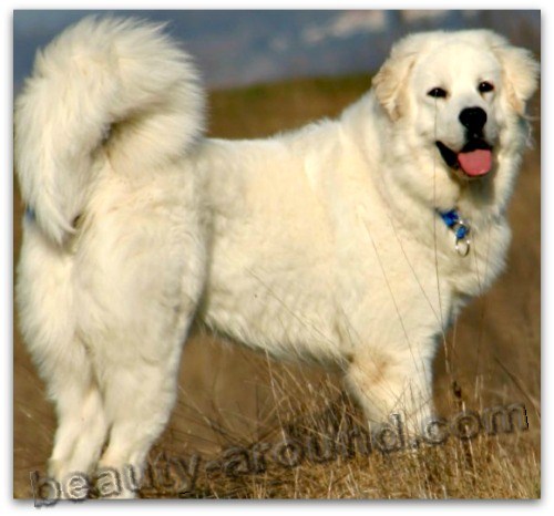 Все самые красивые собаки Мира Kuvas