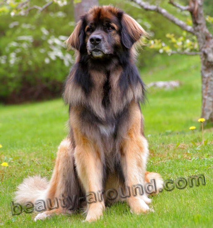 Леонбергер самые красивые породы собак, породы собак с фото