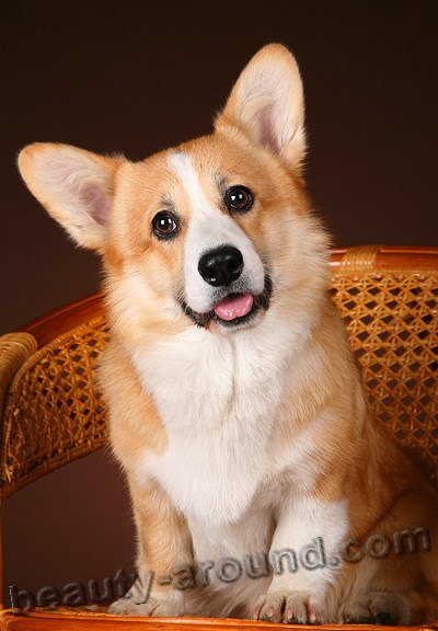 Pembroke Welsh Corgi Beautiful photos of dog breeds