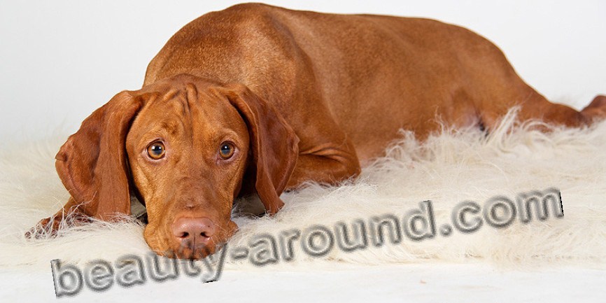 Венгерская выжла (венгерская легавая) красивые фотографии собак, породы собак с фотографиями
