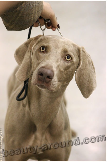 мира - Все самые красивые собаки Мира Weimaraner1%20%282%29