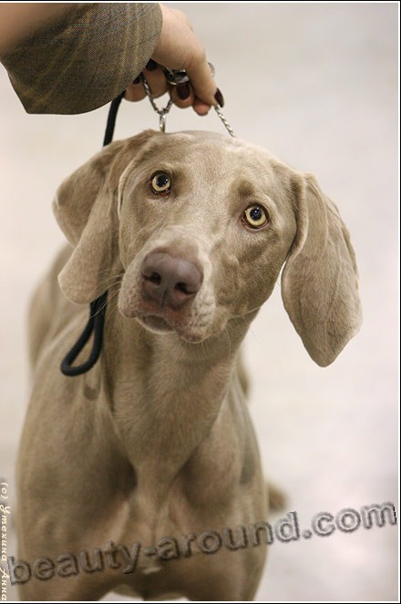 Веймаранер  (веймарская легавая) фотоографии красивых пород собак, породы собак с фотографиями