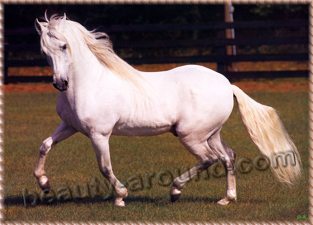 Paso Fino most beautiful horse breeds photos