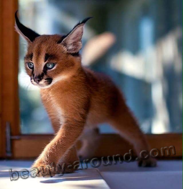 Cat Caracal picture