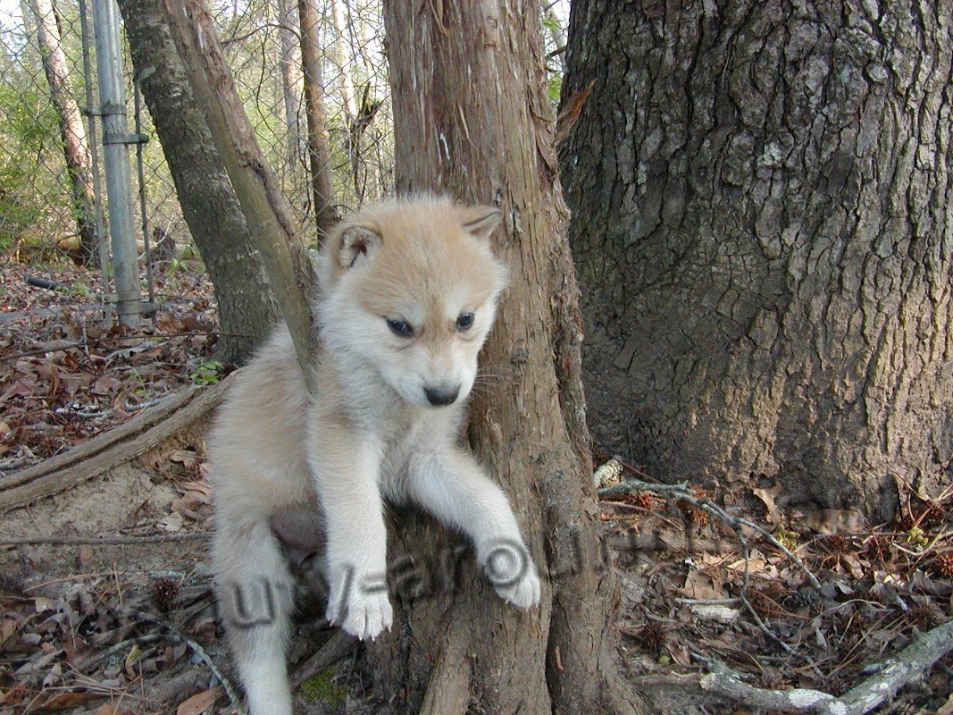 Светлый щенок волкособа фото